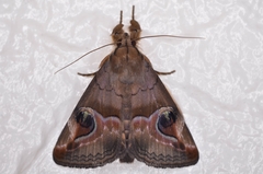 Ommatophora luminosa