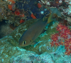 Pycnochromis atripes