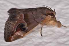 Ommatophora luminosa