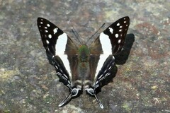 Dodona deodata