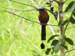 Momotus subrufescens