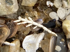 Corallina officinalis