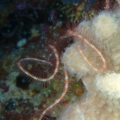 Ophiothrix