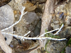 Corallina officinalis