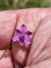 Arthropodium