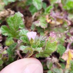 Fuertesimalva limensis