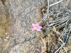Anacampseros filamentosa