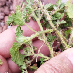 Fuertesimalva limensis