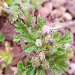 Fuertesimalva limensis