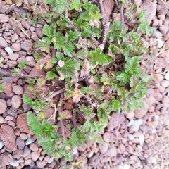 Fuertesimalva limensis