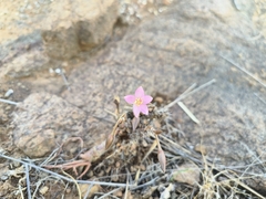 Anacampseros filamentosa