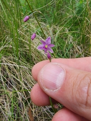 Arthropodium