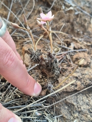 Anacampseros filamentosa