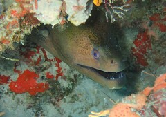 Gymnothorax javanicus