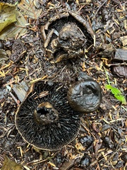 Russula nigricans
