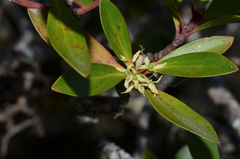 Tasmannia lanceolata