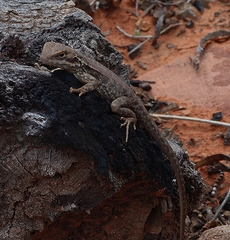 Ctenophorus modestus