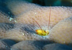 Paguritta corallicola