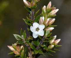 Epacris heteronema