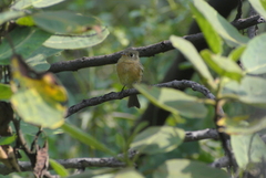 Empidonax fulvifrons