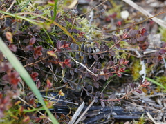 Gonocarpus aggregatus