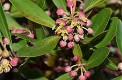 Tasmannia lanceolata