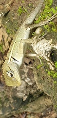 Calotes emma