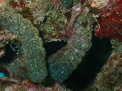 Tydemania expeditionis