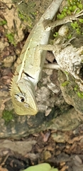 Calotes emma