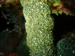 Tydemania expeditionis