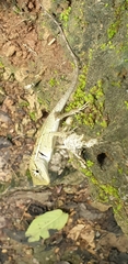 Calotes emma