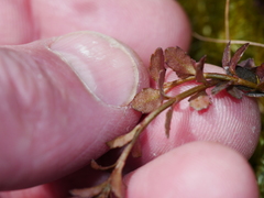 Gonocarpus aggregatus