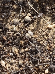 Dasymutilla gloriosa