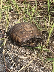 Gopherus berlandieri