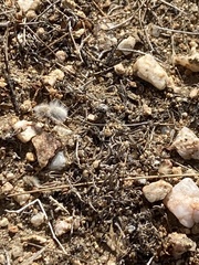 Dasymutilla gloriosa