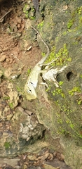 Calotes emma