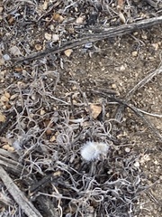 Dasymutilla gloriosa