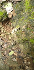 Calotes emma