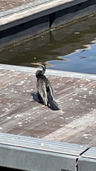 Anhinga novaehollandiae