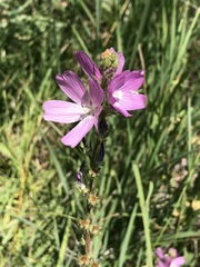 Sidalcea