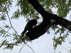 Corvus macrorhynchos levaillantii