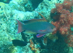 Pseudanthias squamipinnis