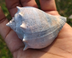 Buccinoidea