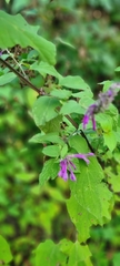 Salvia purpurea