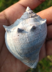 Buccinoidea