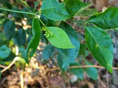 Gynochthodes jasminoides