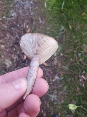 Lactarius pseudomucidus