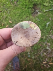 Lactarius pseudomucidus