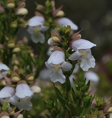 Prostanthera striatiflora