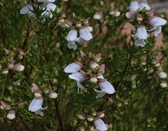 Prostanthera striatiflora